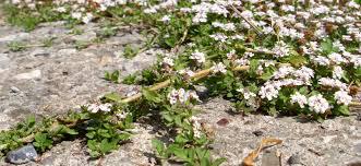 previsto l impianto di Rosa gallica officinalis Rosa alba maxima, Rosa versicolor che si sviluppano in forme e in raggruppamenti tra loro