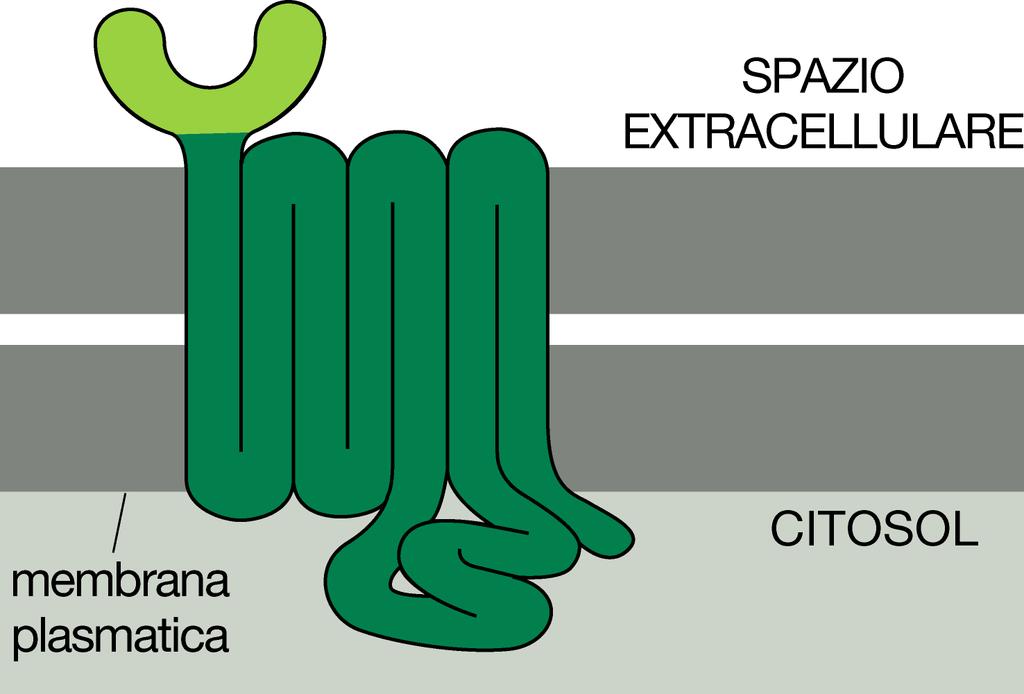 RECETTORI ACCOPPIATI A PROTEINE G Costituiscono