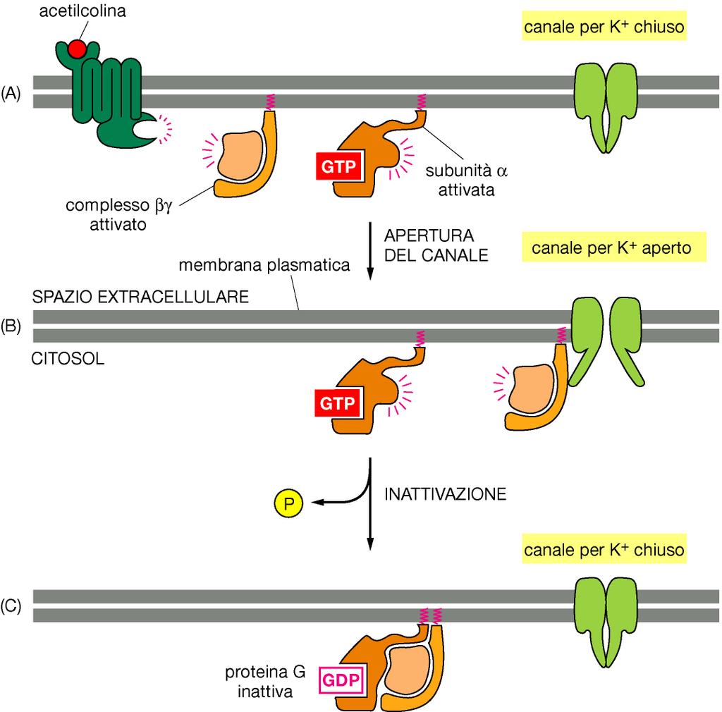 Proteine G e regolazione di canali ionici