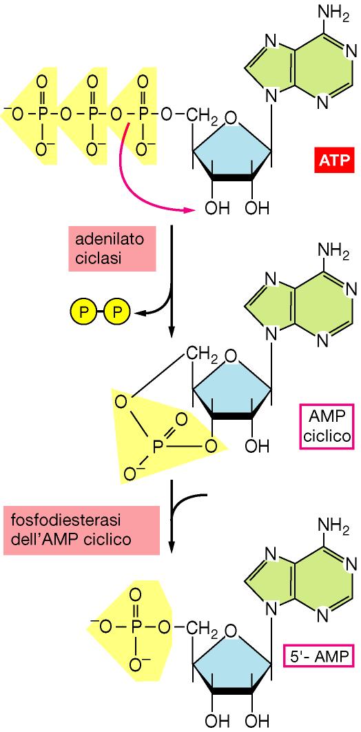 PROTEINA G La via dell AMP ciclico In risposta a stimoli extracellulari la concentrazione di camp può aumentare o diminuire rapidamente camp è idrosolubile e porta il segnale a proteine del citosol o