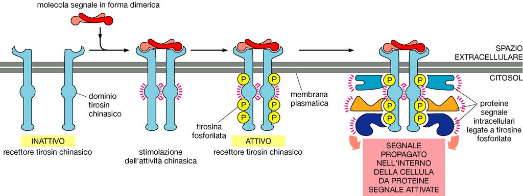 Recettori tirosin chinasici Di solito attraversano la membrana con un unica α elica Non subiscono