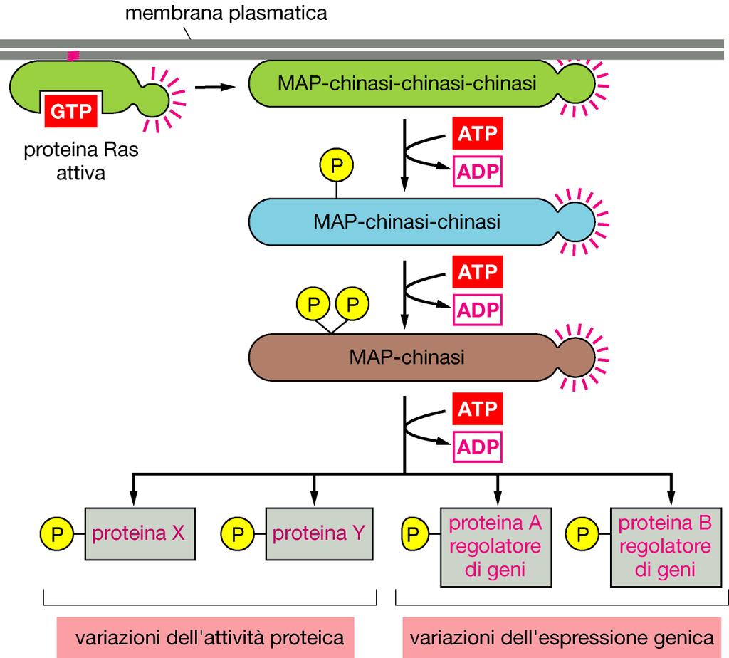 Una volta attivata Ras innesca una fosforilazione a cascata, dove una serie di protein chinasi si attivano in sequenza Questa cascata porta il segnale dalla membrana