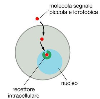 arachidonico Proteine della matrice extracellulare o secrete nello spazio extracellulare In generale si possono distinguere in: Molecole troppo grandi o troppo