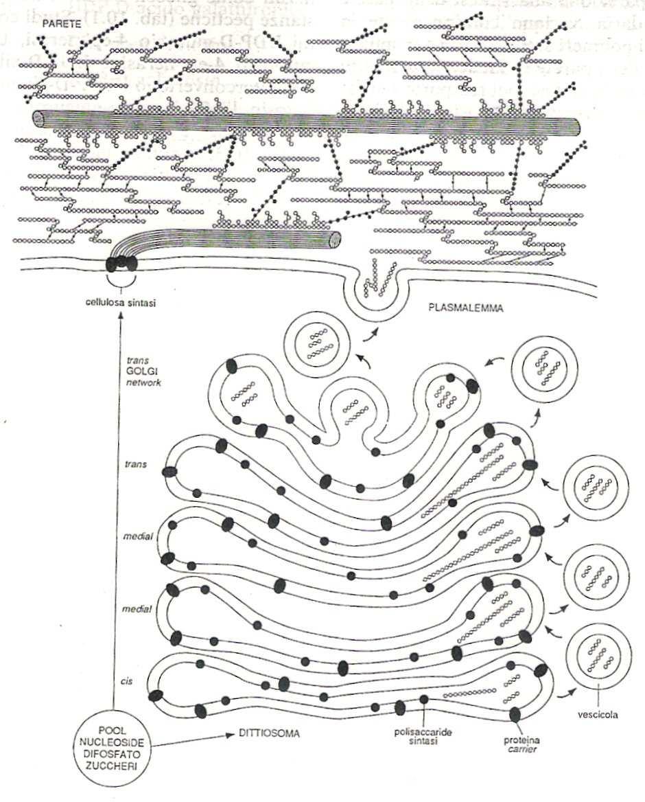 Biogenesi della parete