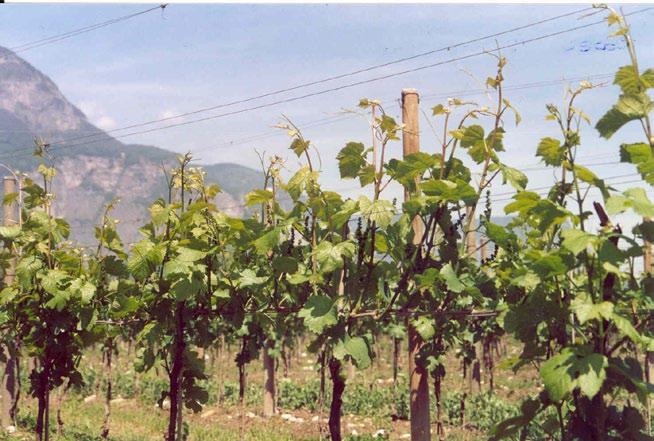 equilibrio vegetativo in viticoltura ha consentito di ridurre le operazioni di potatura e gli interventi a verde, invece, in frutticoltura si sono evitati eccessi di vigoria, filloptosi e alternanza