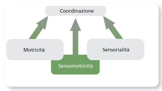 Interconnessioni tra movimento e forza specifica Sistema nervoso e muscoli Percepiamo i movimenti come correlati non solo in termini motori, ma in termini senso-motori.