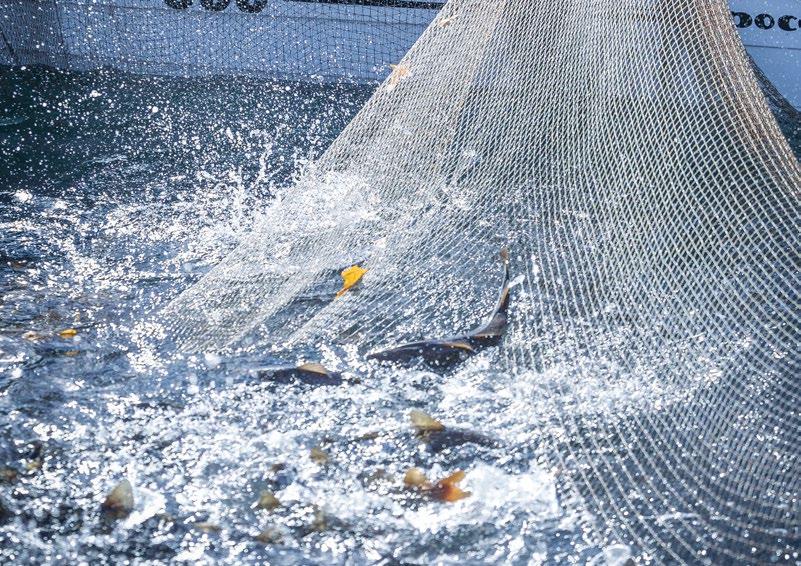 La qualità di un determinato prodotto a base di merluzzo dipende da due cose: L'origine e l'habitat del pesce, e la scrupolosità e la rapidità del processo che lo porta dal mare alla tavola.