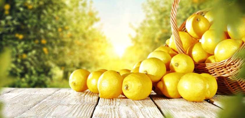 limoncello Prodotto completamente naturale ed artigianale ottenuto dall infusione di scorze di soli limoni italiani.