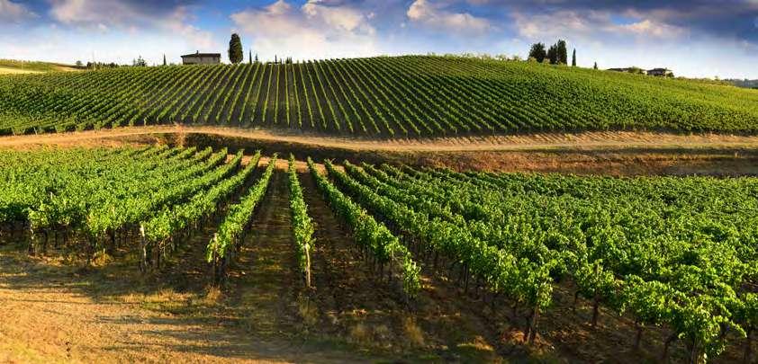 chianti Dal cuore della Toscana e dalle sue colline famose in tutto il mondo per la produzione di vini di eccellenza, riceviamo e lavoriamo le migliori vinacce di