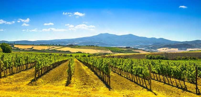 montalcino Massima espressione enologica di una terra che da secoli vanta grandi tradizioni vitivinicole.