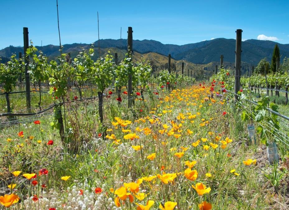 bruchi leafroller Ora utilizzato da 80 viticoltori in Nuova Zelanda Vino commercializzato