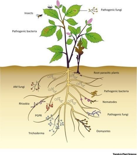 Sistemi naturale di piante interazione I prodotti di controllo biologico possono avere effetti