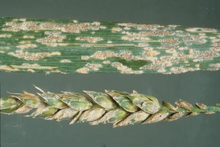 Peronospora di Fusarium Ruggine