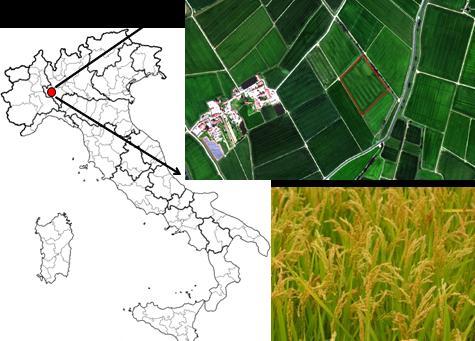 Stima contenuto d azoto nel riso Progetto SPACE4AGRI Sviluppo di Metodologie Aerospaziali Innovative di Osservazione della Terra a Supporto del Settore Agricolo in Lombardia Acquisizione di immagini