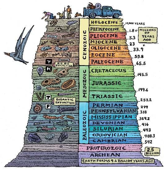 ROCCE SEDIMENTARIE e FOSSILI I fossili ci