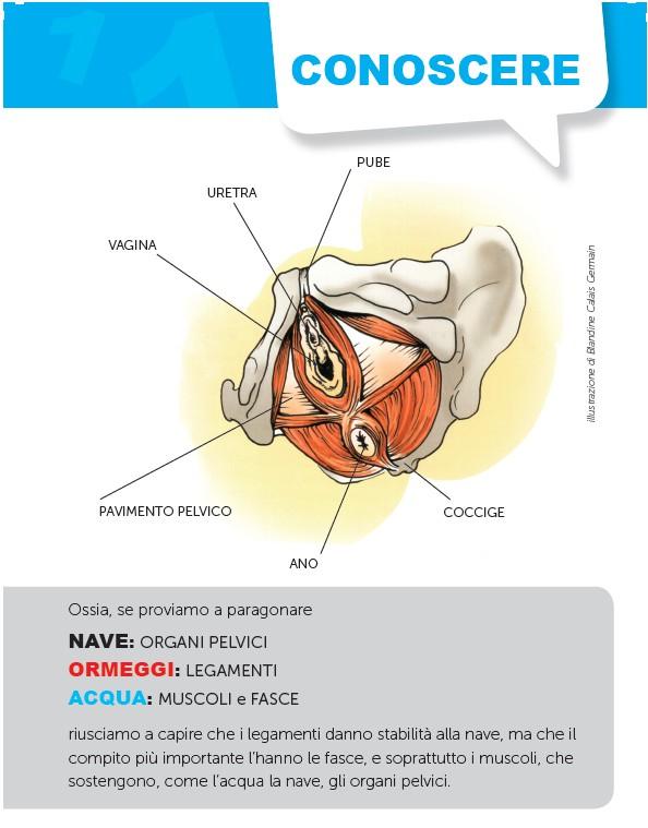 perineo: