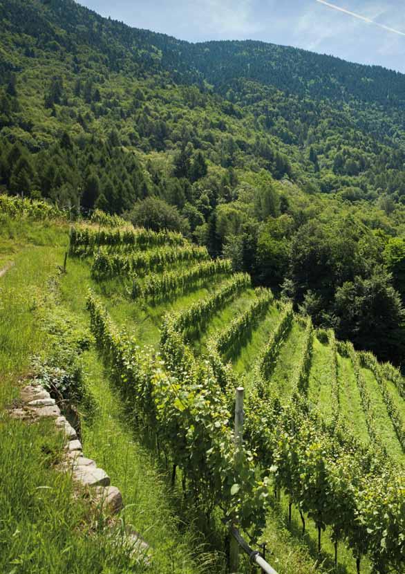 Le fredde correnti ascensionali tipiche di questo ambiente alpino, preservano la labile componente aromatica.