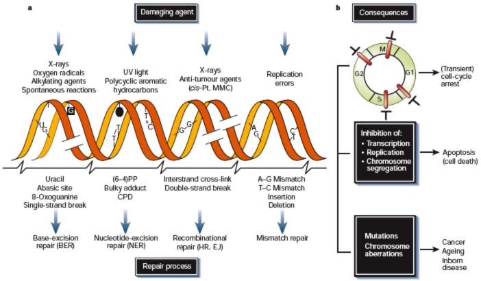 Meccanismi di riparazione del DNA I danni al DNA sono una continua minaccia alla stabilità genomica di una cellula.