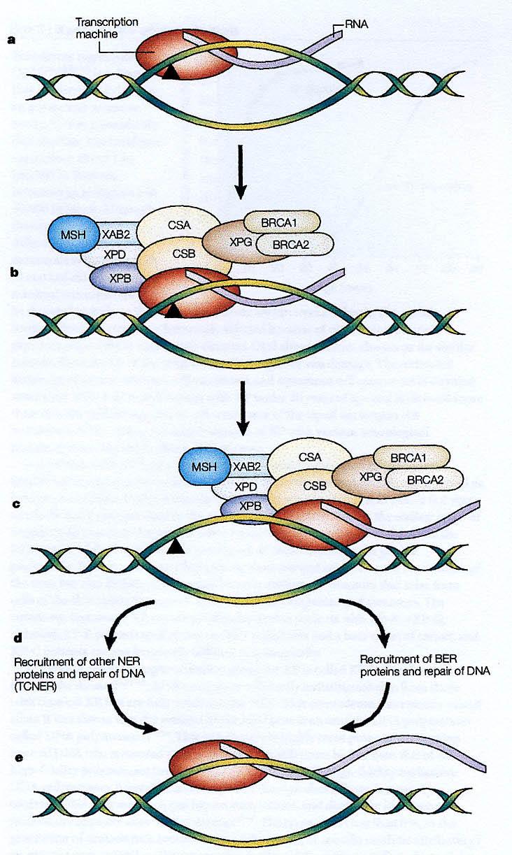 TCR in mammifero Formazione di un grosso complesso proteico insieme alla RNA polimerasi in stallo (complesso TCNER).