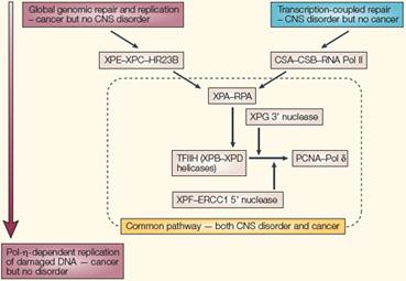 CNS: Central Nervous System The initial damage response in TCR is mediated by the coupling factors CSA and CSB associated with the RNA polymerase II transcription elongation complex.