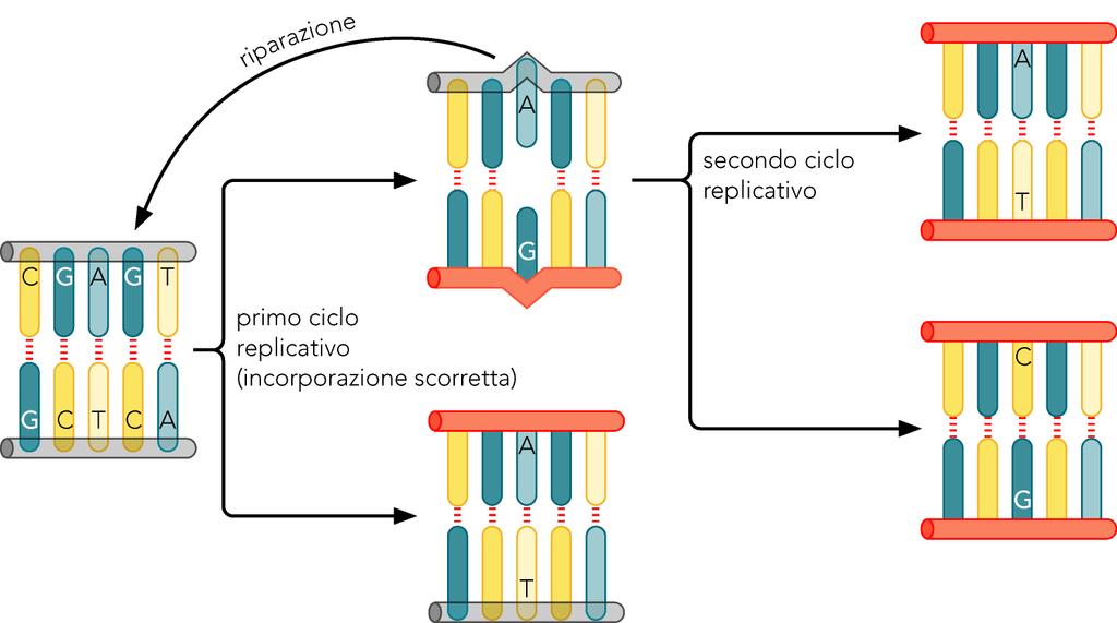 In un primo ciclo di replicazione l erronea incorporazione di una base può introdurre una mutazione.