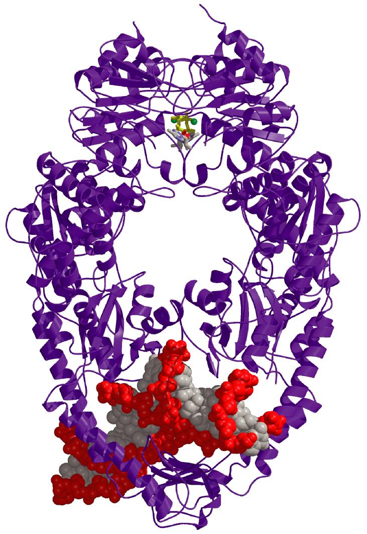 coli (Principale responsabile della fedeltà della replicazione) (aumenta la correttezza della sintesi del DNA di un fattore tre) L