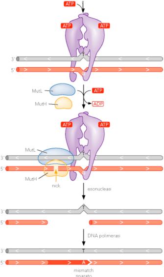 MutS recluta la proteina MutL che a sua volta attiva l endonucleasi MutH, un enzima che taglia un filamento nelle immediate vicinanze del mismatch L elicasi UvrD svolge il DNA a partire dall