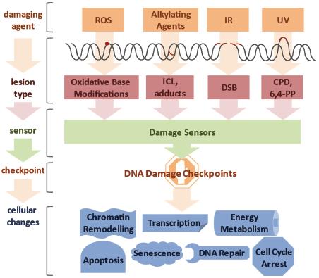 Wolters, Genome maintenance and transcription integrity in aging and disease. Frontiers in Genetics, 4, article 19, 110, 2013 doi: 10.3389/fgene.2013.00019 Fig 1.