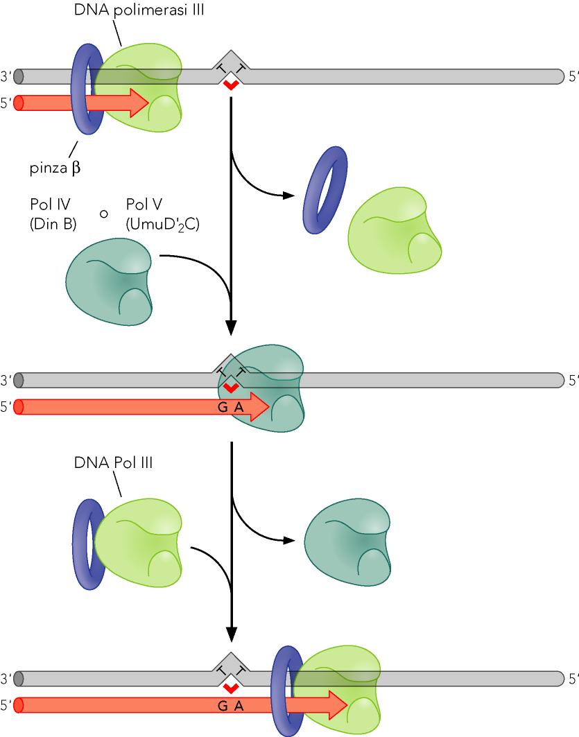 Riparazione post replicativa mediante Sintesi translesione Quando la polimerasi III s imbatte nella lesione presente sullo stampo, si dissocia dal DNA, al suo posto subentra la DNA polimerasi
