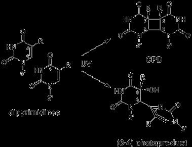 Formation of the most toxic and mutagenic DNA lesion, cyclobutane-pyrimidine dimers by UV radiation. Dimers can form between two adjacent pyrimidines.