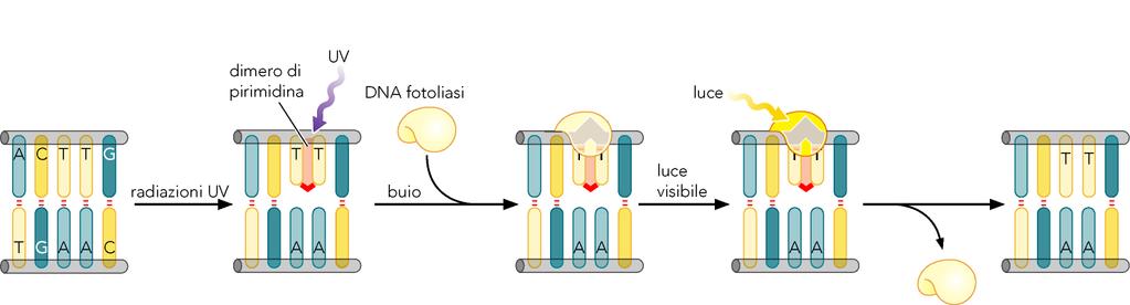 L esposizione del DNA ai raggi UV determina il legame covalente tra due pirimidine adiacenti.