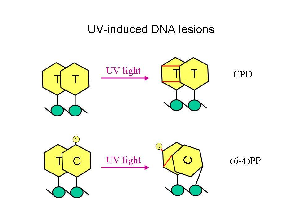 L enzima DNA fotoliasi (deossiribodipirimidina foto-liasi) catalizza la monomerizzazione dei dimeri di pirimidina.
