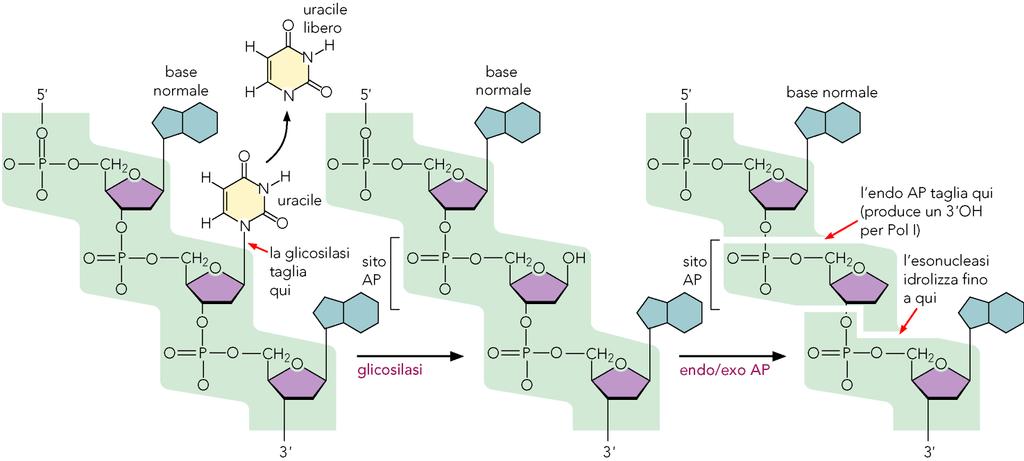 riparazione replicativa. La metiltransferasi trasferisce il gruppo metilico dalla guanina ad uno dei proprio residui di cisteina.