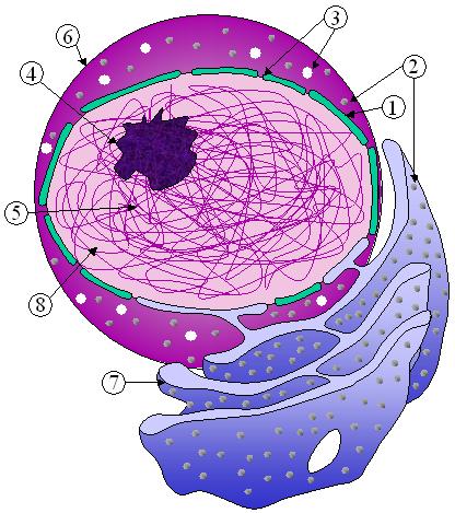 diverse subunità, per un totale di 120 MDa di massa.