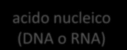 RNA) involucro proteico (CAPSIDE) - sono AGENTI