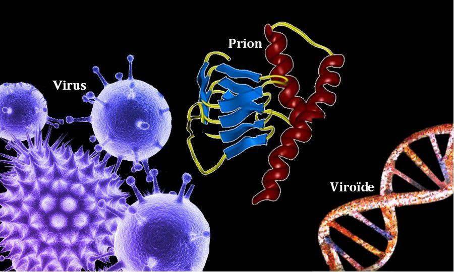 VIROIDI : entita virus simili sub-virali Si differenziano per la morfologia e per la funzionalità.