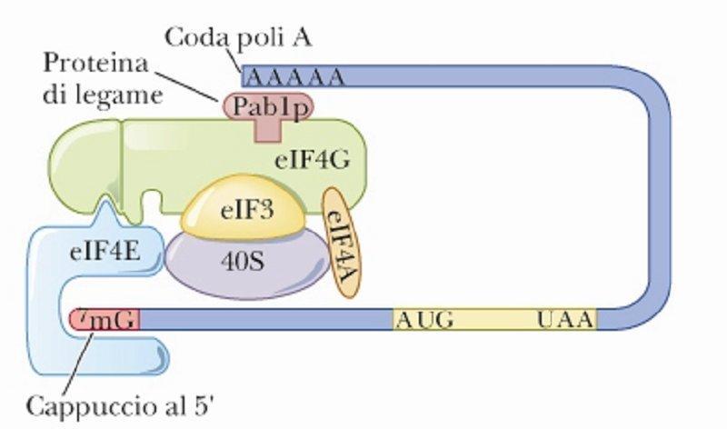 IL COMPLESSO eif4f eif4a elicasi eif4b promuove attività eif4a