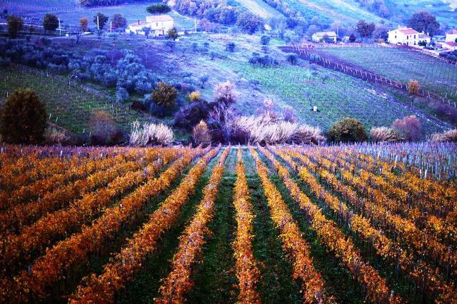 Nel corso di Vinitaly, Sannio Falanghina sarà presente nello spazio espositivo della Regione Campania (oltre 5.