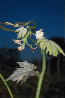 VITE Famiglia: Vitaceae Genere: Vitis Specie: Vitis vinifera L.