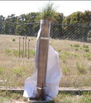 di terreno contaminato che era presente nel vaso. I tubi di prova sono stati dotati di impianto di irrigazione a goccia.