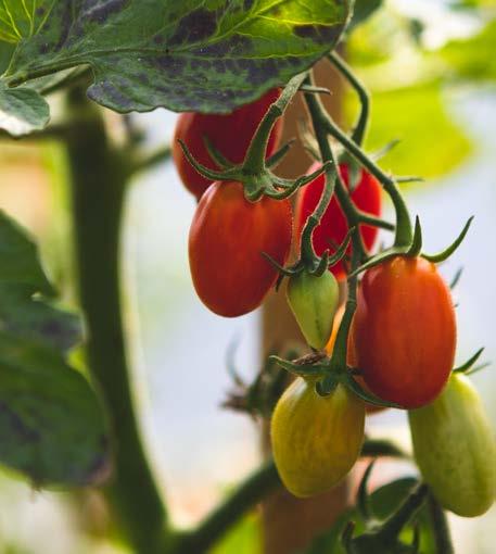 vengono trasformate artigianalmente in composte di frutta o verdura,