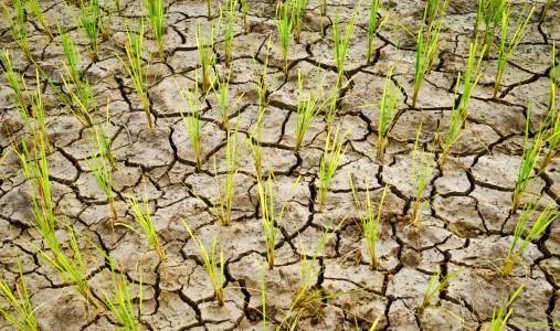 1. Mitigazione cambiamenti climatici L irrigazione previene il degrado del suolo, la desertificazione e contribuisce a mitigare i