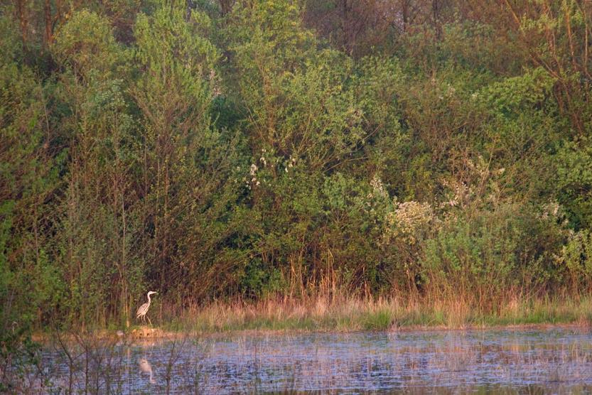 5. Biodiversità L irrigazione