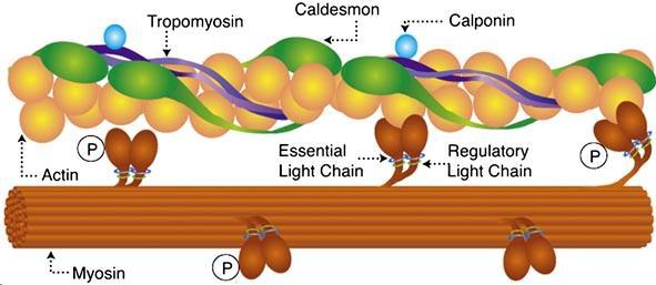 Il complesso caldesmome (equivalente al complesso delle troponine) + tropomiosina + calponina stabilizza i microfilamenti di actina e ne modula l interazione con la