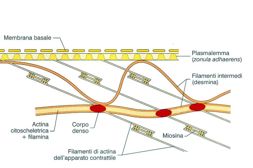 I corpi densi subsarcolemmali e citoplasmatici sono tenuti insieme da filamenti intermedi di