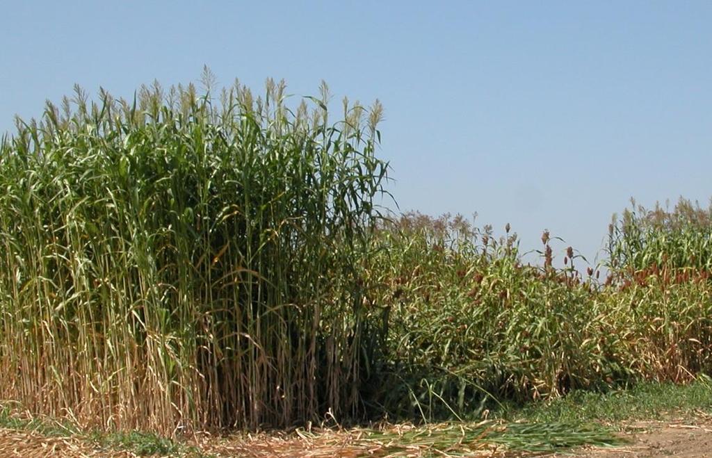 Sorgo da biomassa: punti deboli Qualità dell insilato