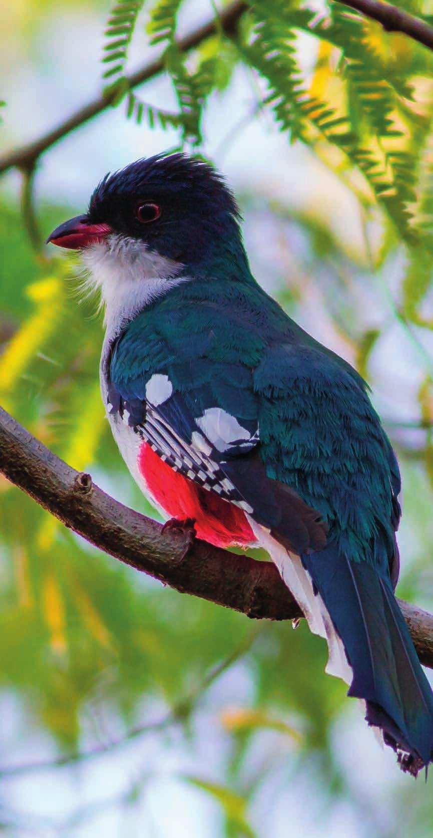 La vegetazione è rigogliosa e ci vivono oltre 77 specie di uccelli come il Tocororo, uccello scelto come simbolo nazionale e rappresentato su monete e