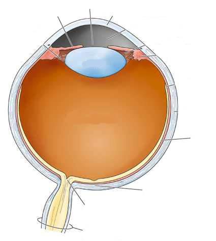 La visione Gli esseri umani sono una specie altamente dipendente dal senso della vista, che usano per valutare il mondo circostante.