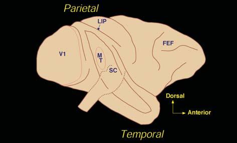 Attività elettrica (potenziali d azione: linee verticali) di un neurone che percepisce uno stimolo (barra bianca) che si muove da sud-est a nord-ovest, ma non in direzione opposta. C.