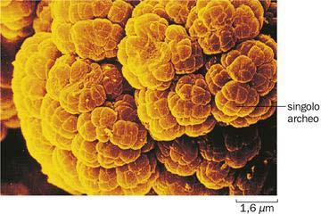 Archei Sono diversi per forma e dimensioni dai batteri Non hanno nucleo Hanno membrane e metabolismo diverso dai batteri: possono vivere in ambienti estremi Molti vivono nel
